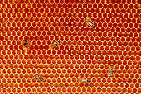 Téléchargez les photos : Beau nid d'abeilles en gros plan. Un essaim d'abeilles rampent dans les rayons pour recueillir le miel. L'apiculture, une alimentation saine pour la santé - en image libre de droit