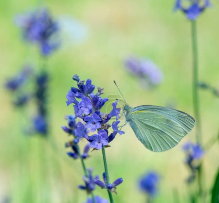 Photo for White butterfly on purple flower head against blurry pastel colored background. - Royalty Free Image