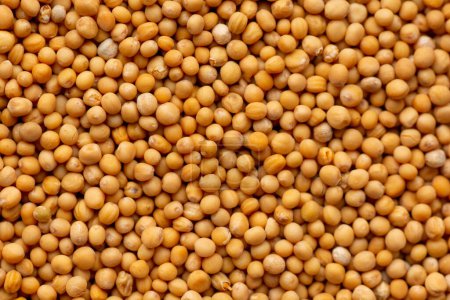Photo for White mustard seeds texture. Background with copyspace. Close up. Top view. - Royalty Free Image