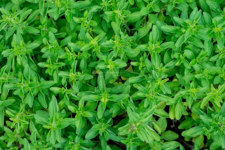 Green fresh sweet marjoram Origanum majorana spicy herb sprouts growing, close up
