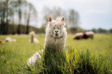 Téléchargez les photos : Alpaga blanc drôle avec beaucoup de laine se repose dans la prairie - en image libre de droit