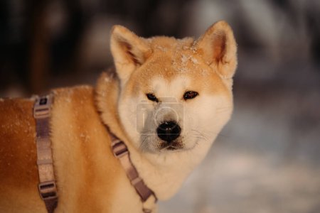 Téléchargez les photos : Chien japonais Akita Inu Portrait d'hiver - en image libre de droit