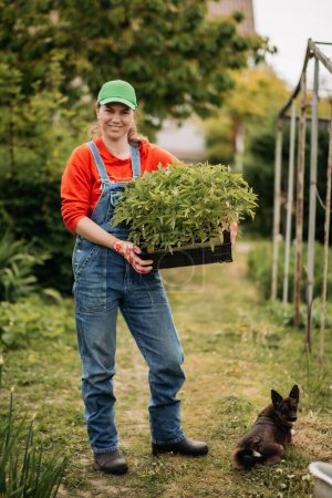 agricultora joven lleva una caja con plántulas de tomate orgánico para plantar en el huerto en cámara lenta