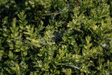 Pests of boxwood plants, spider webs, larvae