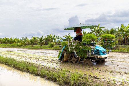 Téléchargez les photos : Les dernières avancées dans les machines de plantation de riz et la technologie agricole, habilitant les agriculteurs en Thaïlande. Améliorer la productivité et les moyens de subsistance en milieu rural grâce à des machines de pointe et des techniques novatrices - en image libre de droit