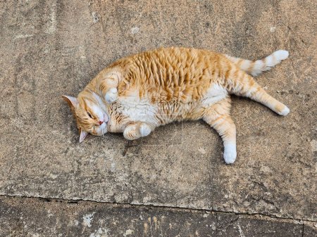 The cat is comfortably lying on the concrete ground, with its eyes closed and paws outstretched. Its short orange fur and white belly indicate a state of relaxation and contentment.