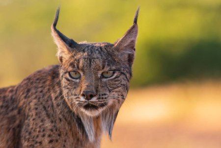 Lynx ibérique, Lynx pardinus, chat sauvage endémique de la péninsule ibérique de Castille La Manche, Espagne. 