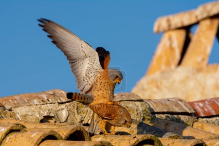 Photo for Male and female of Lesser kestrel copulating. - Royalty Free Image