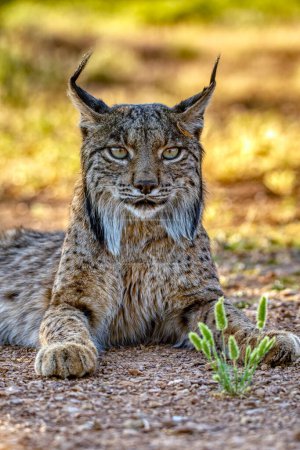 Photo for Iberian lynx, Lynx pardinus, wild cat endemic to Iberian Peninsula in Castilla La Mancha, Spain. - Royalty Free Image