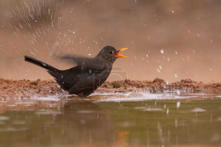 Pájaro negro común tomando un baño en un charco.