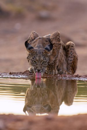 Photo for Iberian lynx drinking water, Lynx pardinus, wild cat endemic to Iberian Peninsula in Castilla La Mancha, Spain. - Royalty Free Image