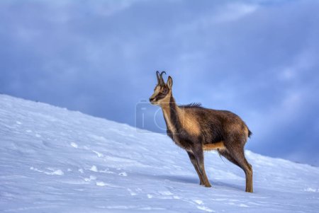 Foto de Camarera en la nieve en los picos del Parque Nacional Picos de Europa en España. Rebeco, Rupicapra rupicapra. - Imagen libre de derechos