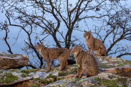 Three Iberian lynx in the Sierra de Andujar, Jaen. Spain.