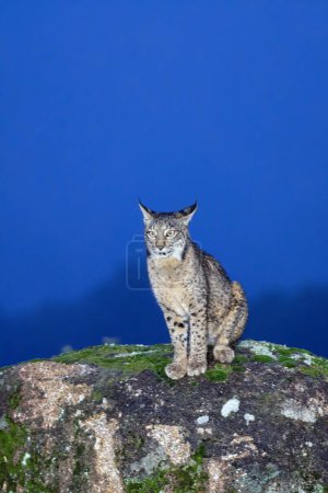 Iberian lynx in the Sierra de Andujar, Jaen. Spain. Blue hour.
