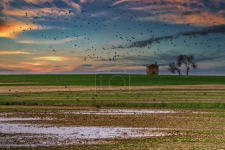 Foto de Campos de cereales al atardecer en Villafafila, Zamora. España. - Imagen libre de derechos