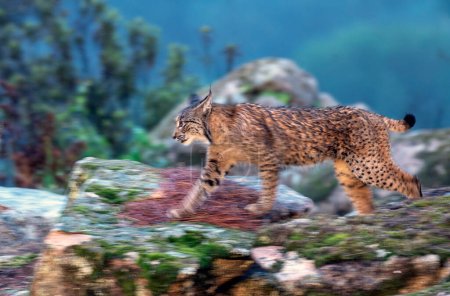 Iberian lynx hunting in the Sierra de Andujar, Spain.