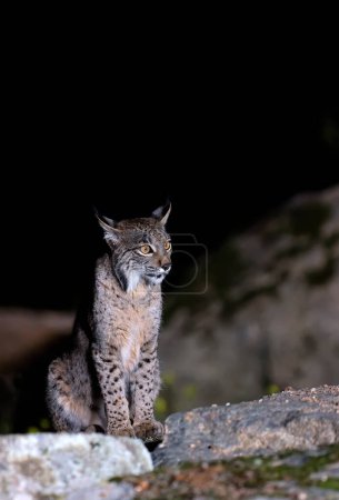 Photo for Iberian lynx in the Sierra de Andujar hunting at night, Jaen. Spain. - Royalty Free Image