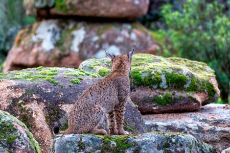 Photo for Iberian lynx hunting in the Sierra de Andujar, Spain. - Royalty Free Image