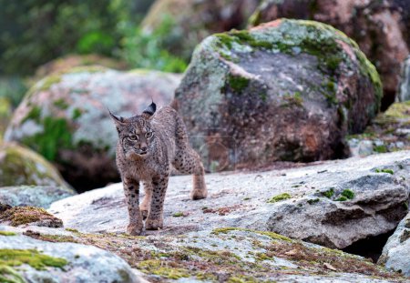 Young iberian lynx in the Sierra de Andujar, Jaen. Spain.
