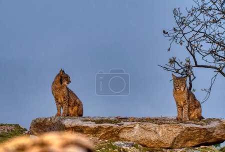 Two Iberian lynx in the Sierra de Andujar, Jaen. Spain.