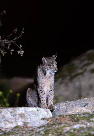 Iberian lynx in the Sierra de Andujar hunting at night, Jaen. Spain.