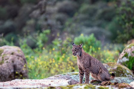Photo for Iberian lynx in the Sierra de Andujar, Jaen. Spain. - Royalty Free Image