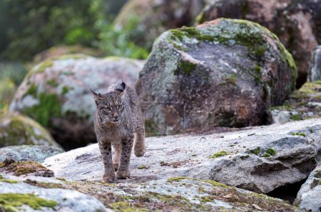Téléchargez les photos : Jeune lynx ibérique dans la Sierra de Andujar, Jaen. Espagne. - en image libre de droit
