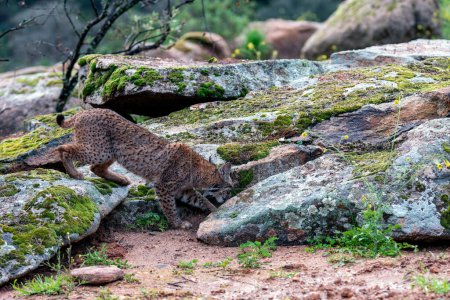 Téléchargez les photos : Chasse au lynx ibérique dans la Sierra de Andujar, Jaen. Espagne. - en image libre de droit