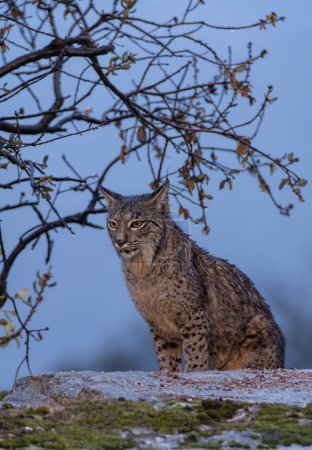Iberian lynx in the Sierra de Andujar, Jaen. Spain.