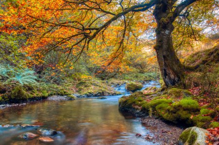 Buche im Herbst im Muniellos-Wald, Asturien, Spanien.