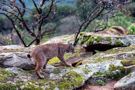 Iberian lynx hunting in the Sierra de Andujar, Jaen. Spain.