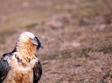 Bearded Vulture, Gypaetus barbatus in the Pyrenees, Spain.