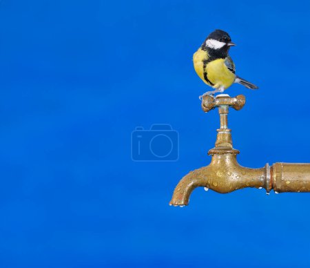 Bird perched on a faucet drinking water.