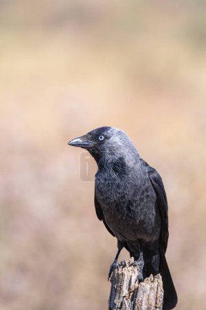 The western jackdaw, Coloeus monedula, also known as the Eurasian jackdaw, is a passerine bird in the crow family.