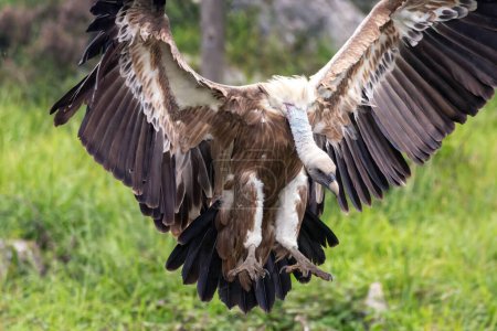 Griffon vautour débarquant sur la prairie avec un autre vautour perché
