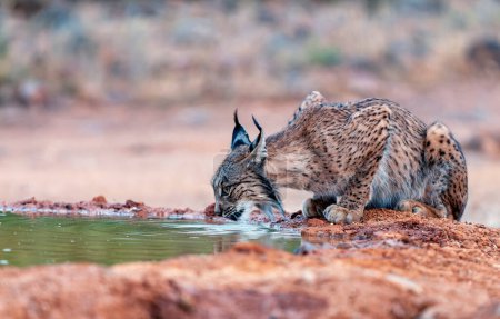 Lince ibérico agua potable, Lynx pardinus, gato salvaje endémico de la Península Ibérica en Castilla La Mancha, España. 