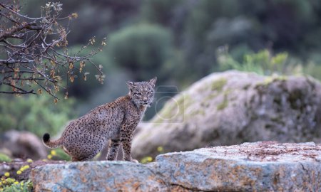 Lynx ibérique dans la Sierra de Andujar, Jaen. Espagne.