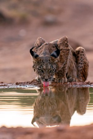 Lynx ibérique eau potable, Lynx pardinus, chat sauvage endémique de la péninsule ibérique de Castille La Manche, Espagne. 