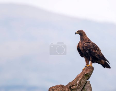 A majestic golden eagle looking around in Asturias, Spain.