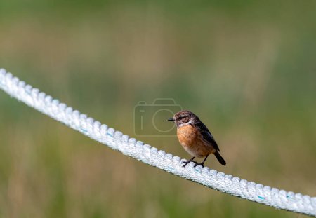 Female European Stonechat perched on a rope with the background blurred.