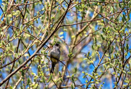 Male blackcap perched in a tree in spring.