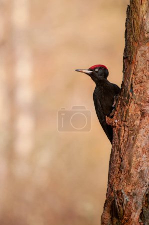 Pájaro carpintero negro, Dryocopus martius encaramado en una vieja rama seca en medio del bosque con fondo gris

