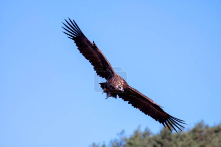Buitre negro volando bajo buscando carroña en España.