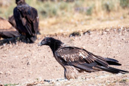 Bearded Vulture, Gypaetus barbatus in the Pyrenees, Spain.
