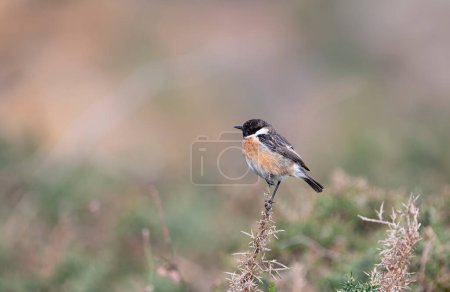 Male European Stonechat perched on a branch. Spain