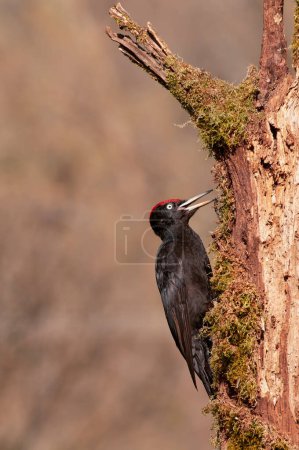 Pájaro carpintero negro, Dryocopus martius encaramado en una vieja rama seca en medio del bosque con fondo gris
