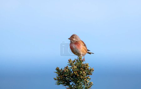 Male common linnet perched in a bush. Spain