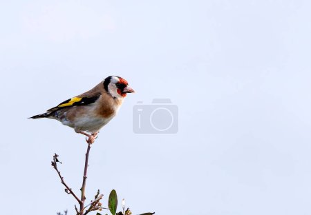 European goldfinch perched on a branch on white background. Spain