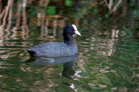 Eurasian coot swimming in a lagoon. Spain