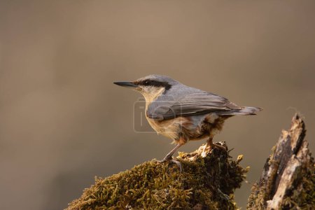 Eurasian nuthatch perching on a branch of a tree.